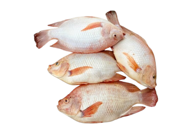 Tilapia 4 in1