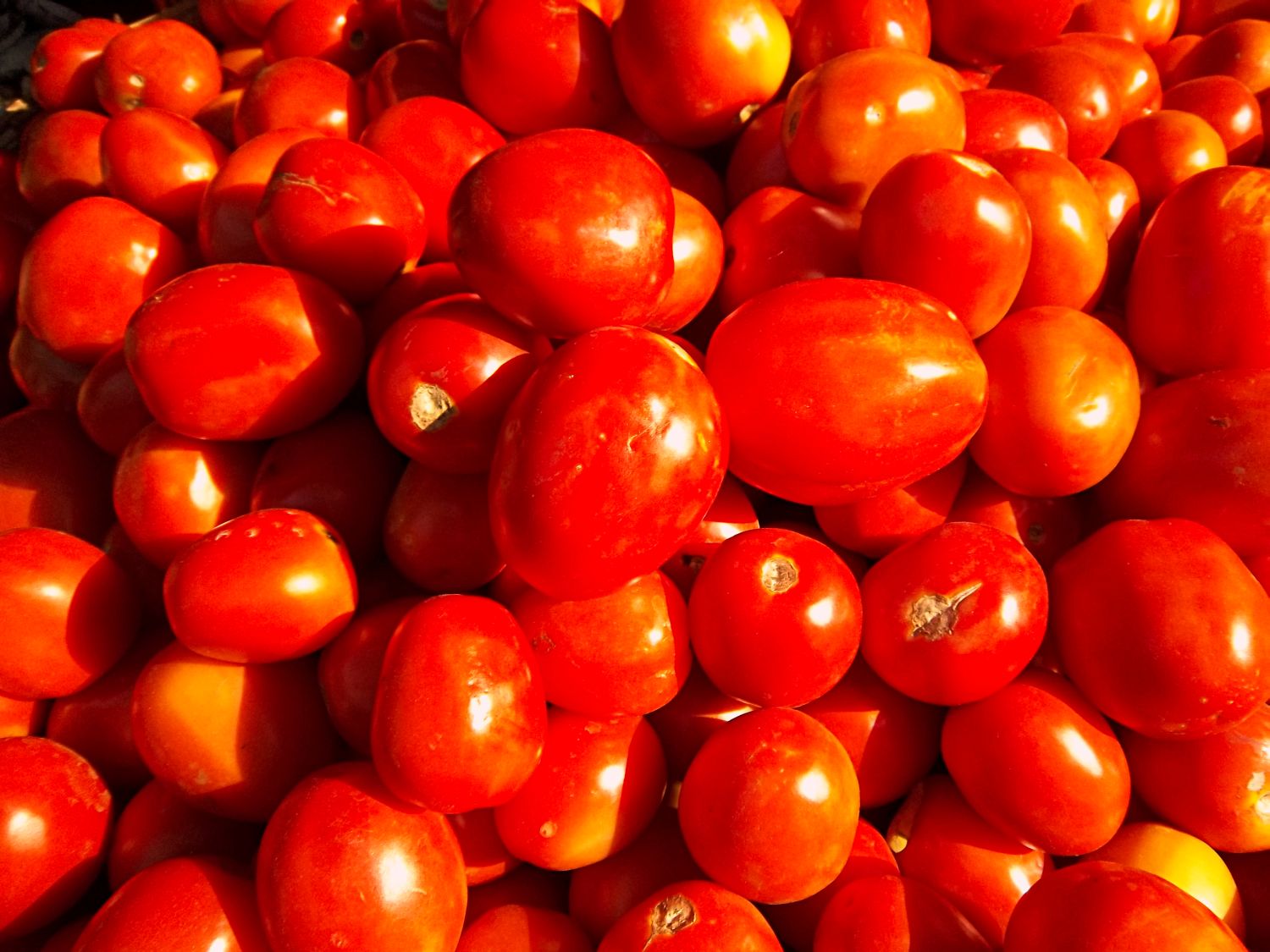 Tomatoes/kg